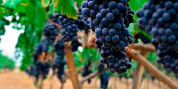 Concluye una vendimia tardía en el Marco de Jerez