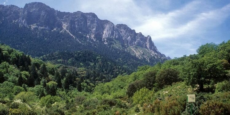 Ecologistas critican que se fumigue con glifosato cunetas del Parque Natural de Grazalema