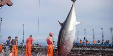 La campaña de atún rojo en las almadrabas de Cádiz finaliza con 2.421 toneladas