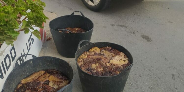 La Policía Local de Cádiz denuncia a tres personas por marisqueo ilegal