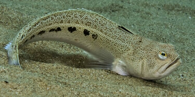 Preocupación por la presencia del pez araña en las playas de Chiclana