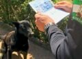 Dos perros causan la muerte de otro y varias heridas a una persona en Algeciras
