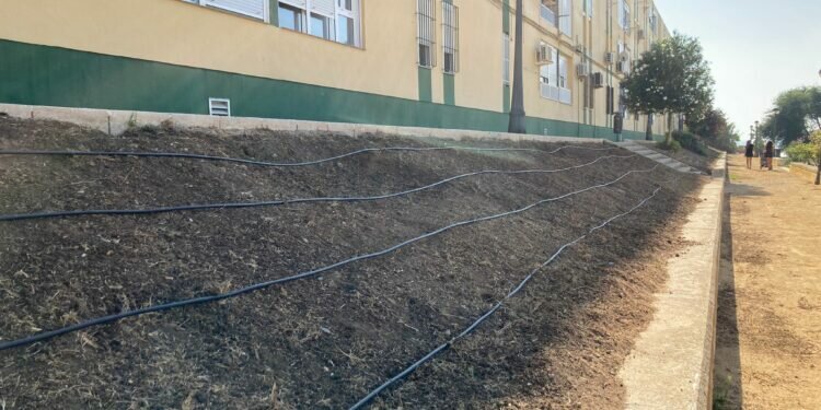 El Ayuntamiento Puerto Real transforma diferentes taludes de La Cachucha en praderas naturales con la plantación de una especie perenne