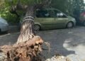 Cae otro árbol en Cádiz