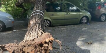 Cae otro árbol en Cádiz