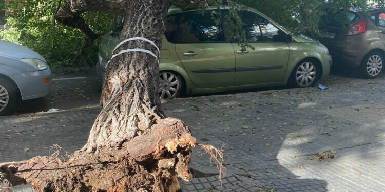 Cae otro árbol en Cádiz