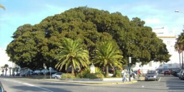 La parada de Taxi del Mora, cambia de ubicación