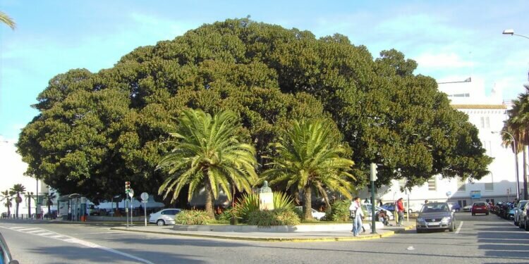 La parada de Taxi del Mora, cambia de ubicación