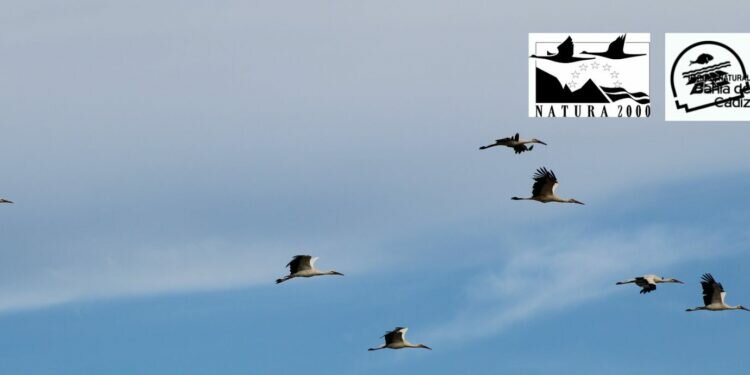 Puerto Real acoge una jornada sobre el papel del Parque Natural Bahía de Cádiz en el viaje migratorio de las aves