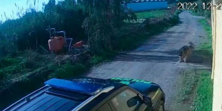 Chipiona: Dos policías locales atropellan a un perro y lo dejan morir sin prestarle ayuda